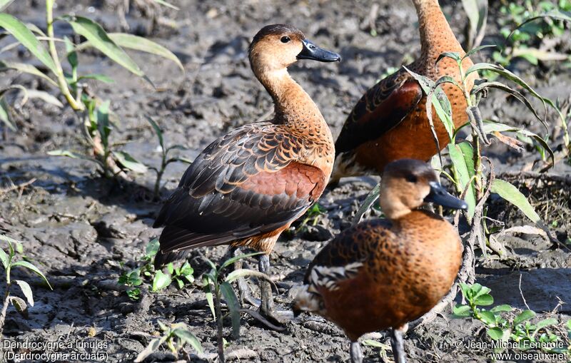 Wandering Whistling Duck