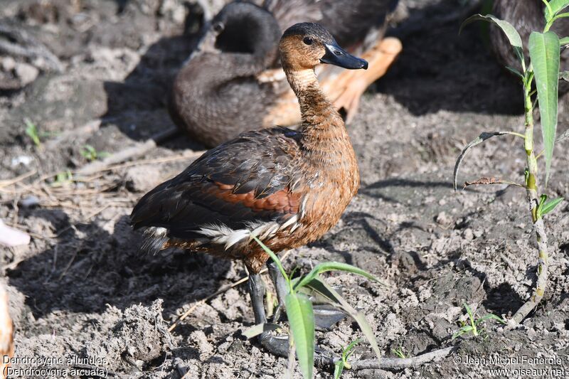 Wandering Whistling Duck