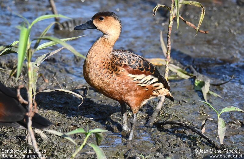 Wandering Whistling Duck