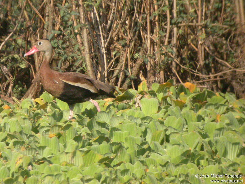 Black-bellied Whistling Duck