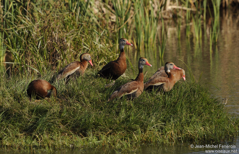 Black-bellied Whistling Duck