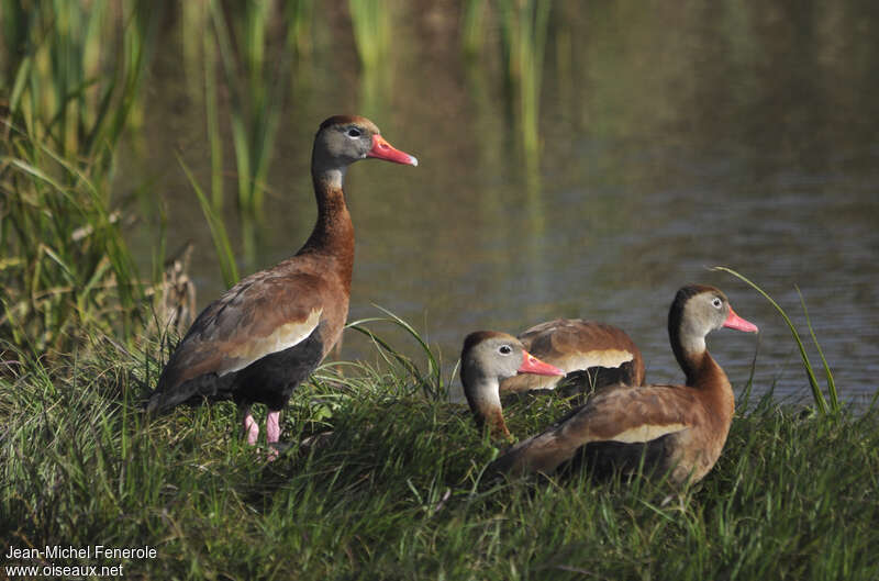 Black-bellied Whistling Duckadult, identification