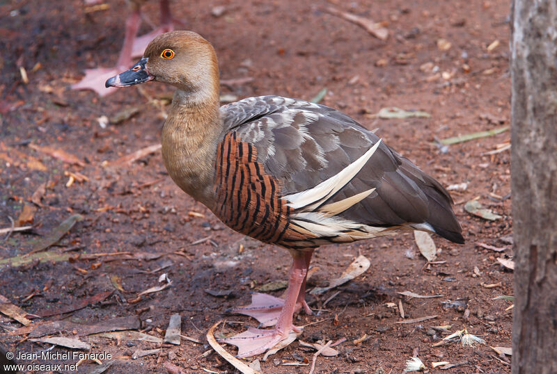 Dendrocygne d'Eytonadulte nuptial