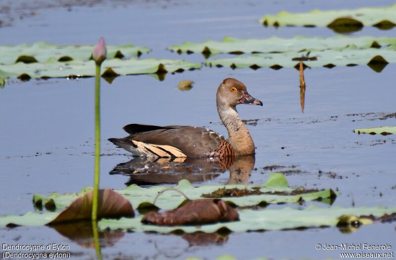 Plumed Whistling Duck