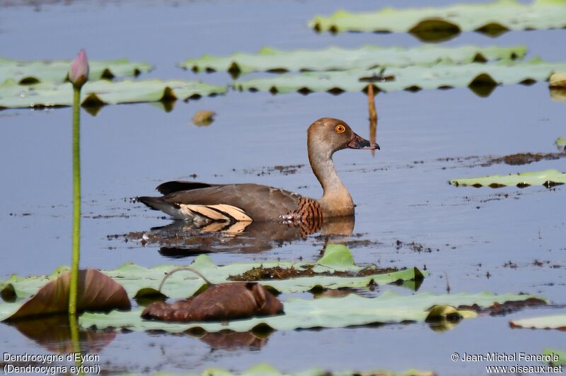 Dendrocygne d'Eyton