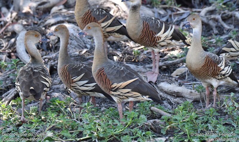 Dendrocygne d'Eyton