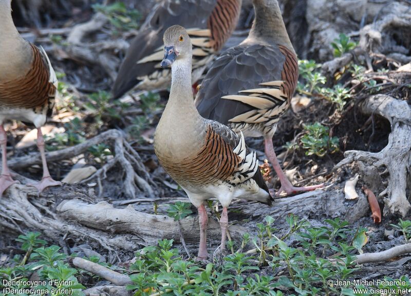 Plumed Whistling Duck