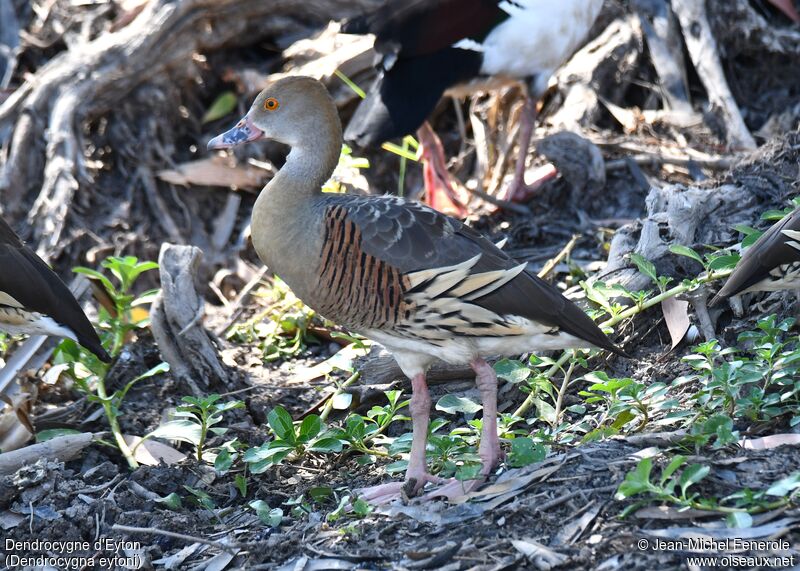 Plumed Whistling Duck