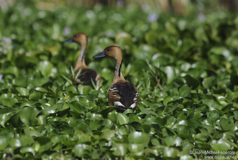 Dendrocygne fauve