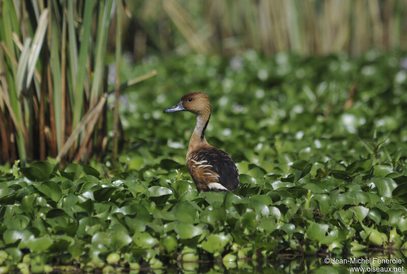 Dendrocygne fauve