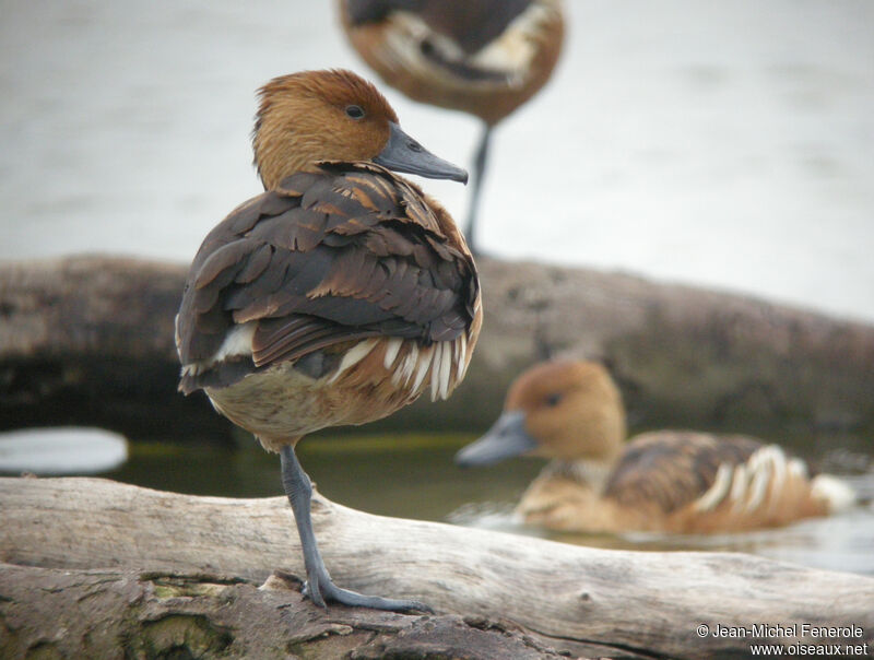 Dendrocygne fauve