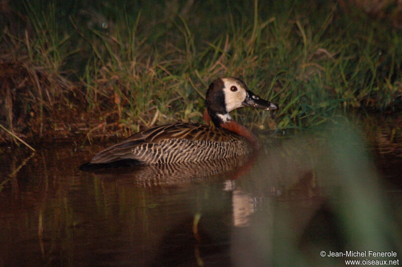 White-faced Whistling Duck