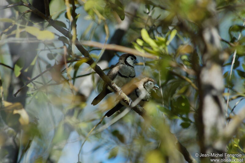 Double-barred Finch