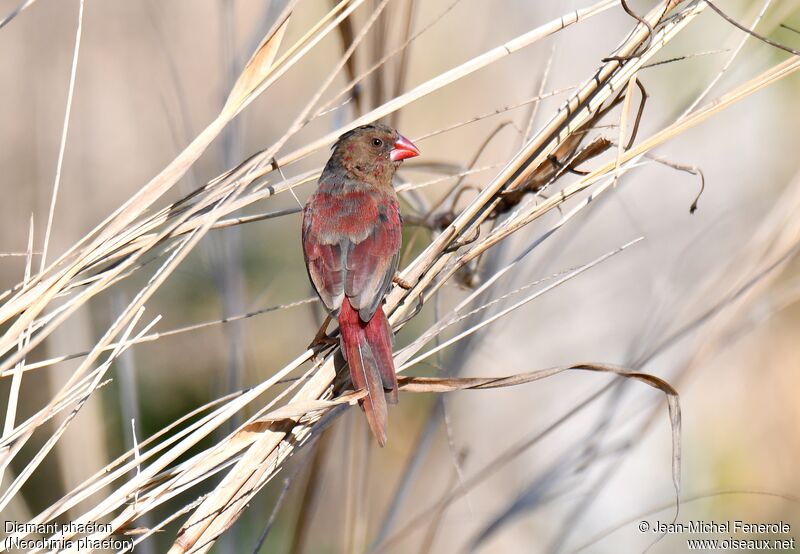 Crimson Finch