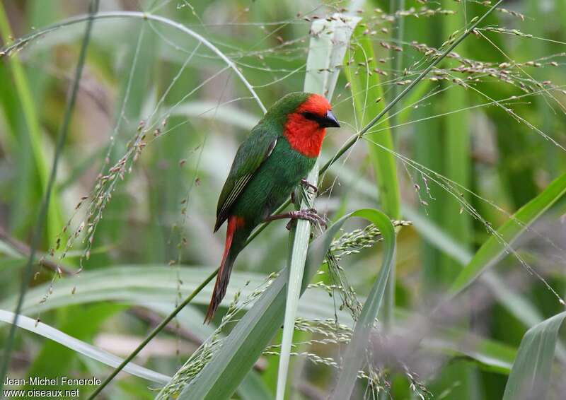 Red-throated Parrotfinchadult, identification