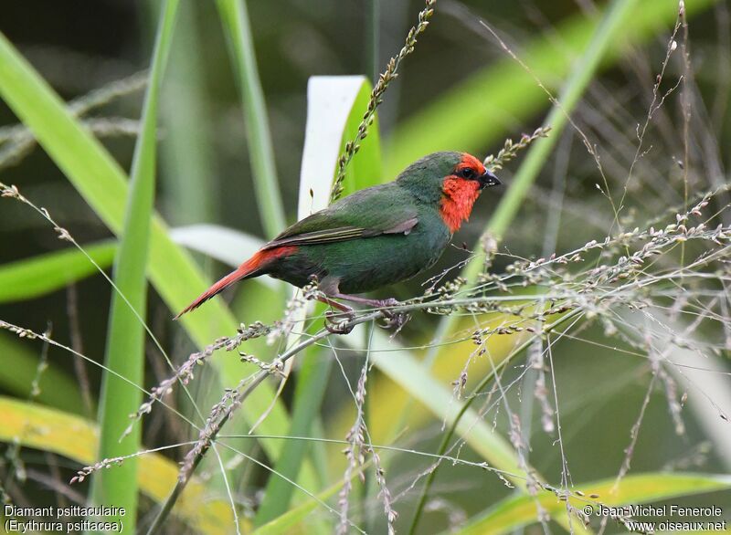 Red-throated Parrotfinch