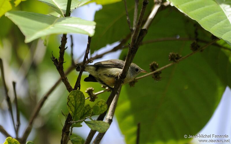 Pale-billed Flowerpecker