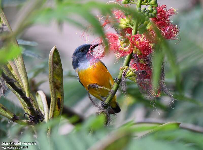 Orange-bellied Flowerpecker male adult, feeding habits