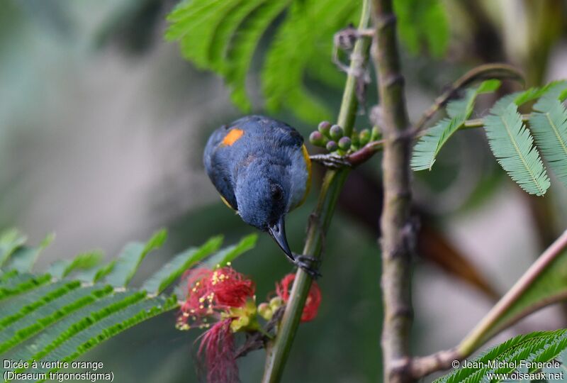 Orange-bellied Flowerpecker