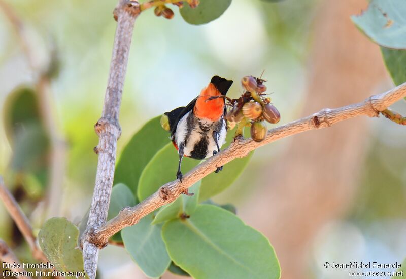 Mistletoebird