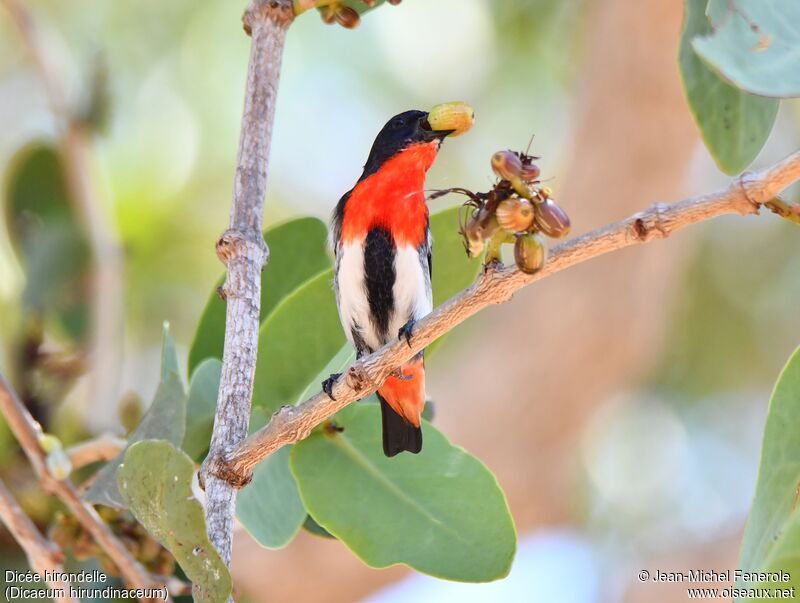 Mistletoebird