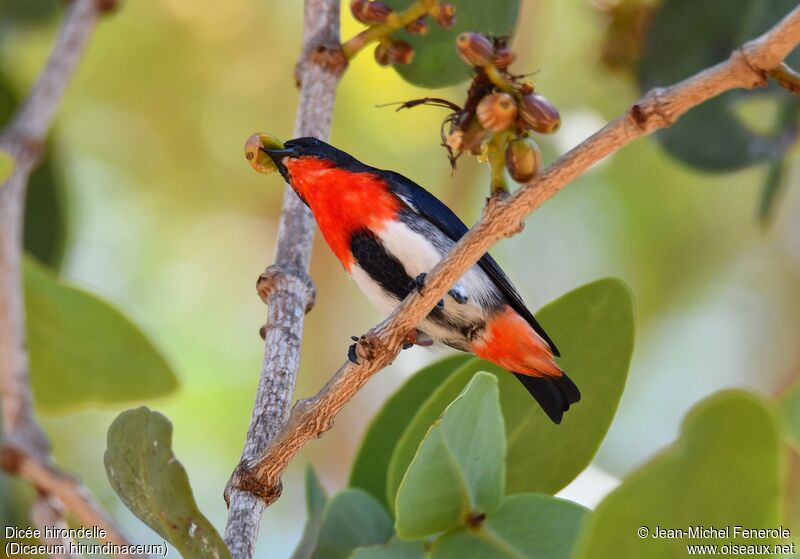 Mistletoebird