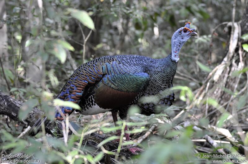 Ocellated Turkey