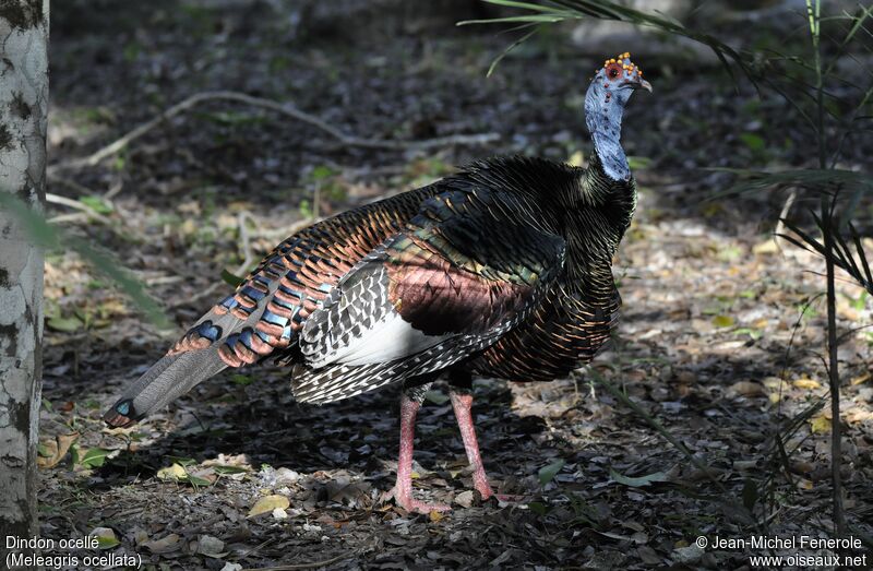 Ocellated Turkey