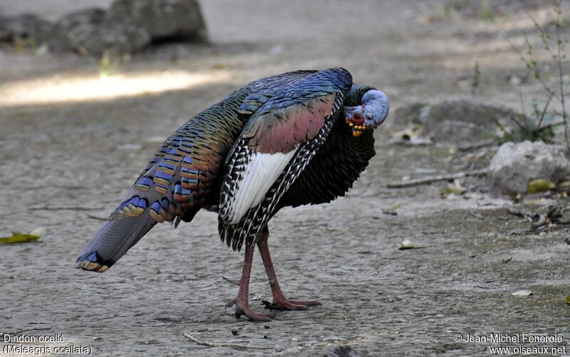 Ocellated Turkey