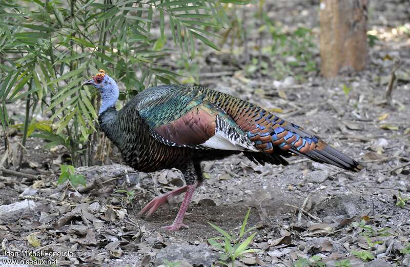 Ocellated Turkeyadult, identification