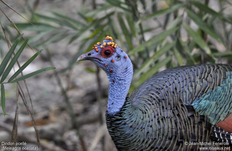 Ocellated Turkey