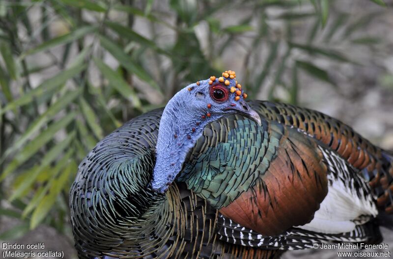 Ocellated Turkey