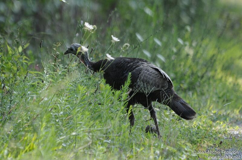 Wild Turkey