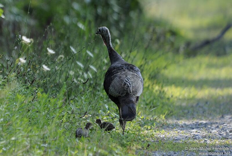 Wild Turkey