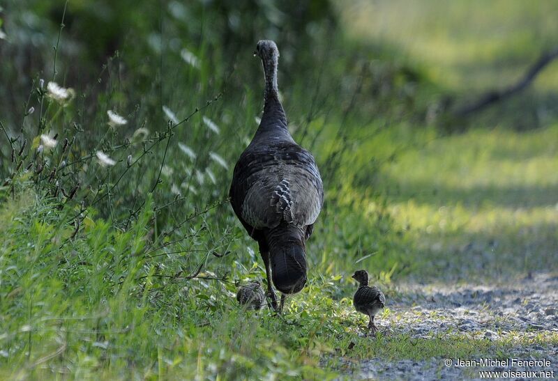 Wild Turkey