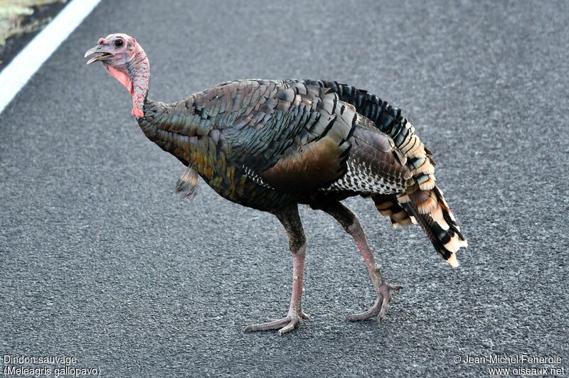 Wild Turkey