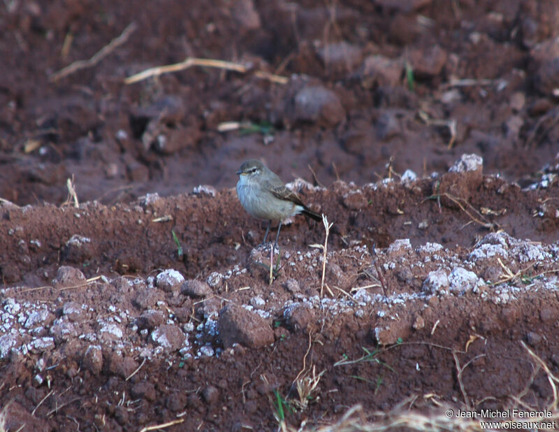 Spot-billed Ground Tyrant