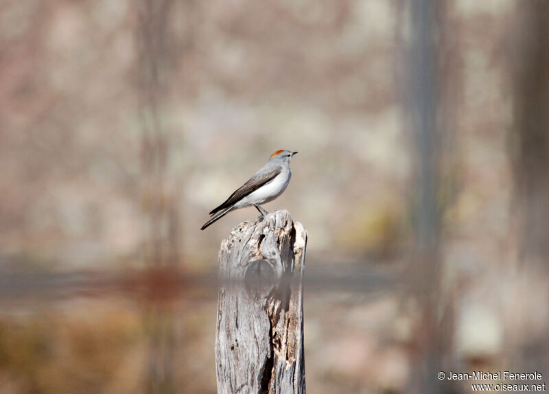 Rufous-naped Ground Tyrantadult