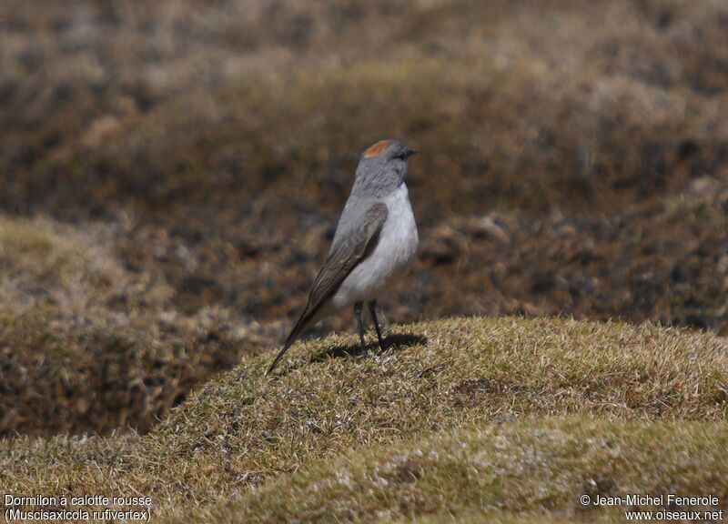 Rufous-naped Ground Tyrant