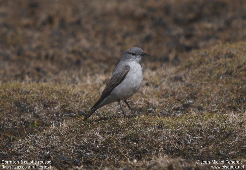 Rufous-naped Ground Tyrant