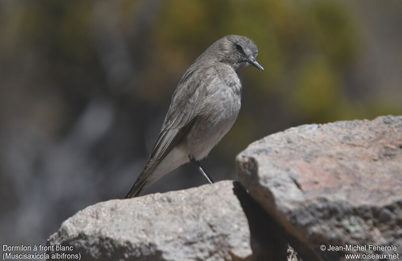 White-fronted Ground Tyrant