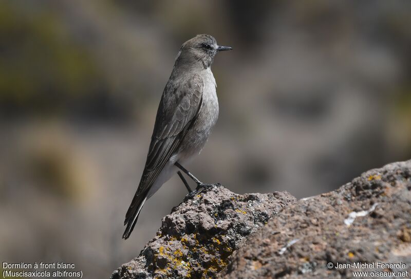 White-fronted Ground Tyrant