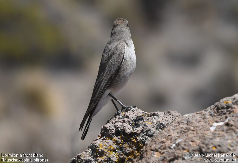 White-fronted Ground Tyrant