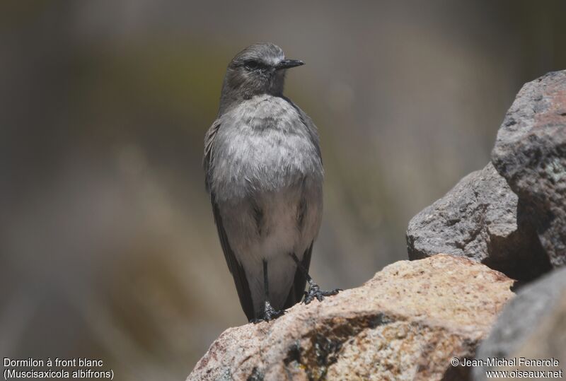 White-fronted Ground Tyrant