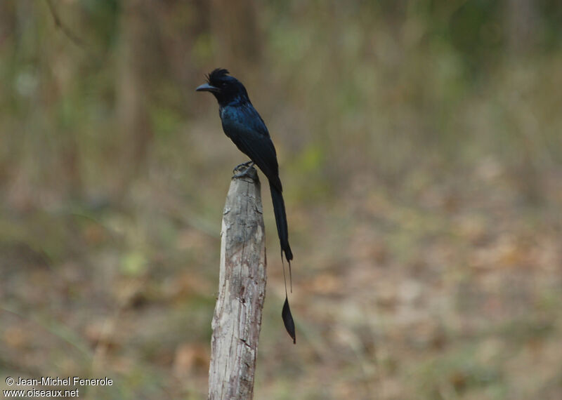 Drongo à raquettes