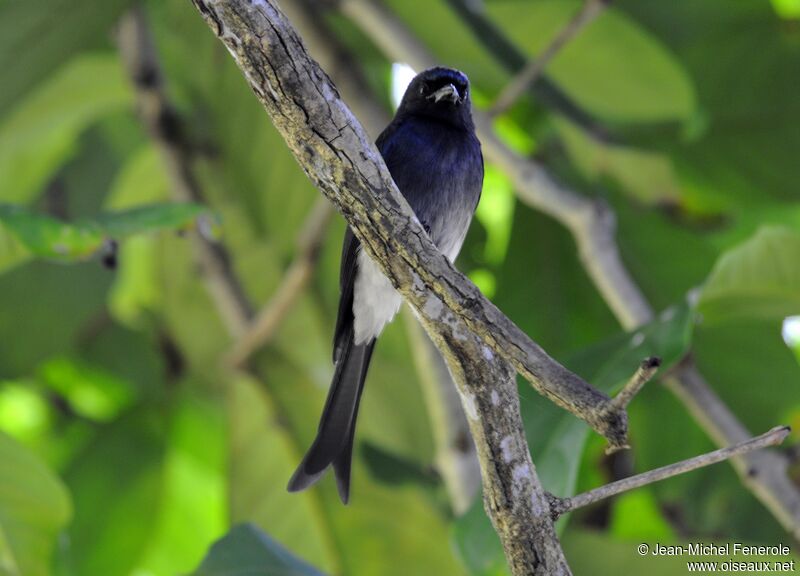 Drongo à ventre blanc