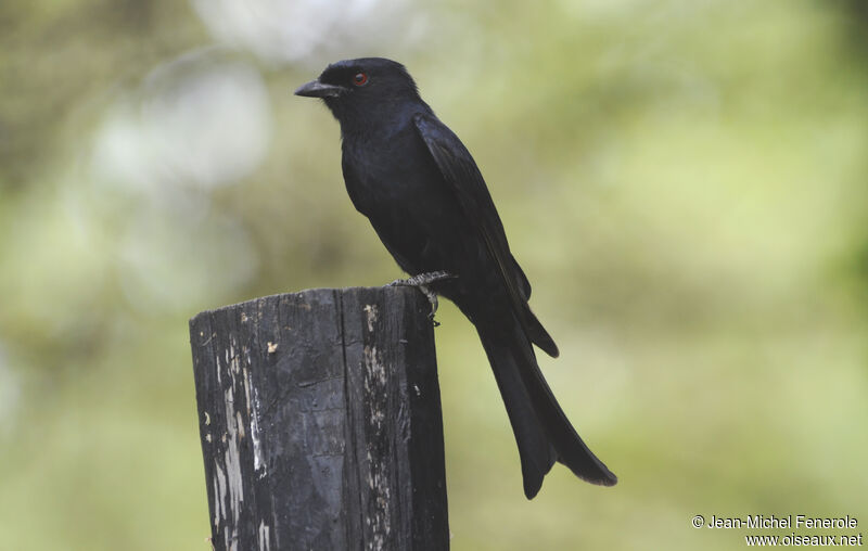 Fork-tailed Drongo