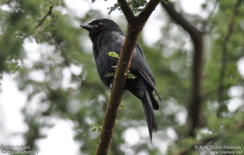 Fork-tailed Drongo