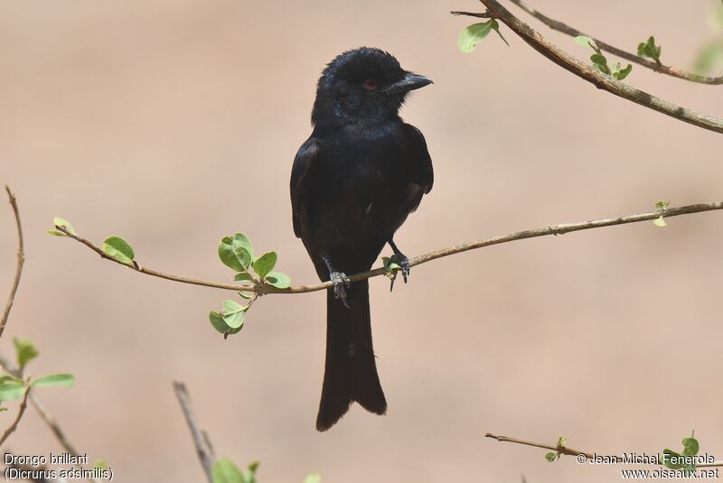 Fork-tailed Drongo