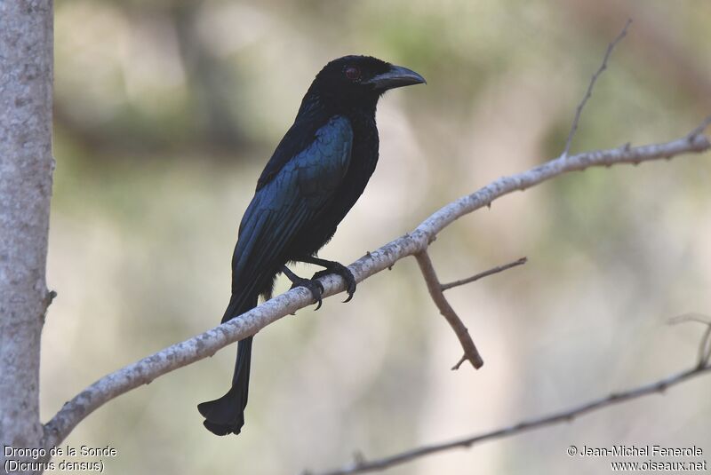 Wallacean Drongo